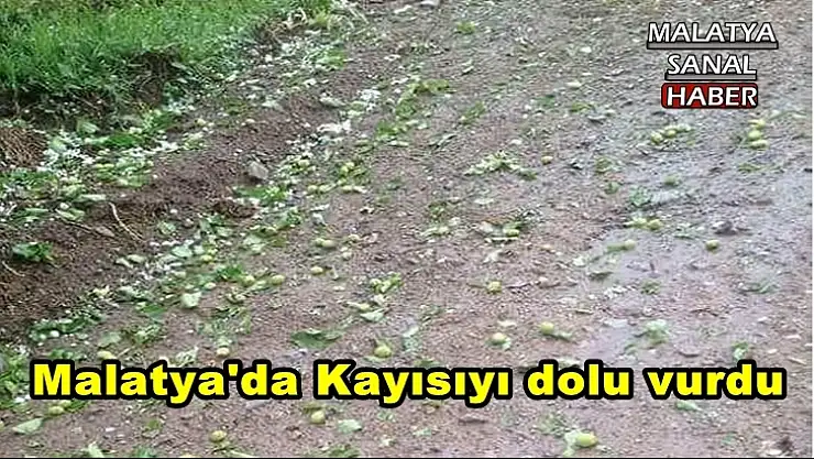 Malatya'da Kayısıyı dolu vurdu