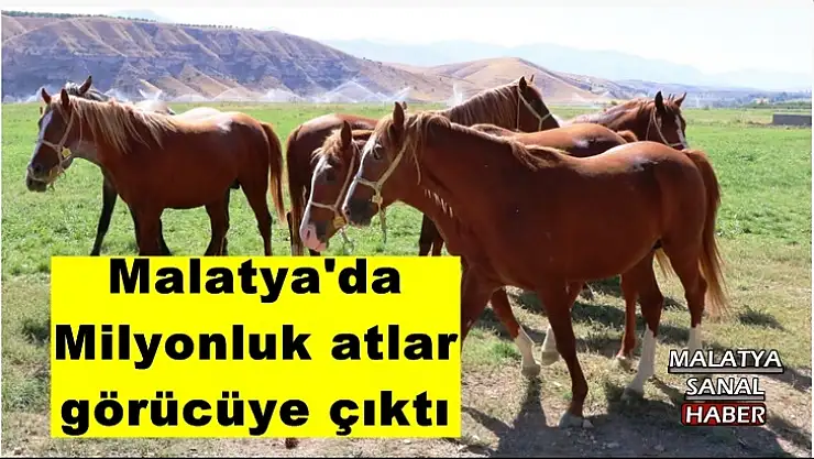 Milyonluk atlar görücüye çıktı