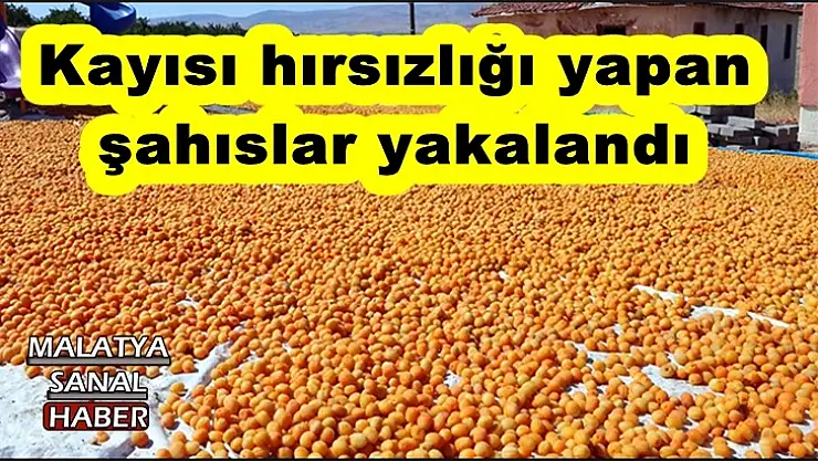 Kayısı hırsızlığı yapan şahıslar yakalandı
