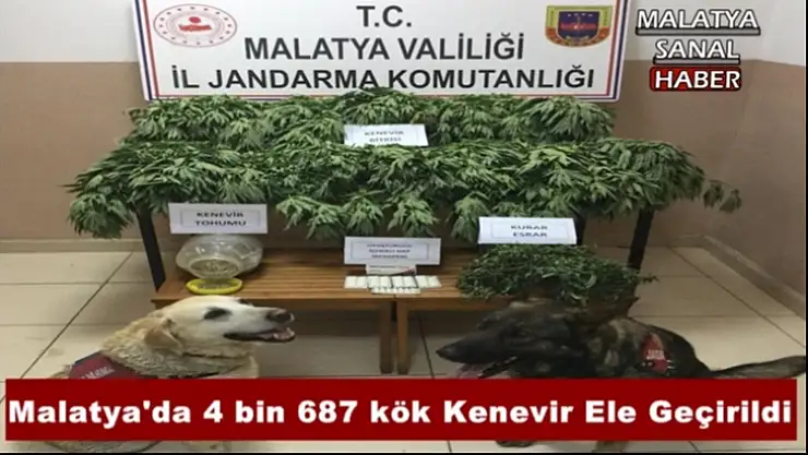 Malatya'da 4 bin 687 kök Kenevir Ele Geçirildi