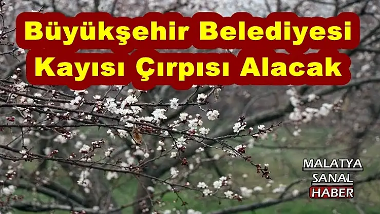 Büyükşehir Belediyesi Kayısı Çırpısı Alacak
