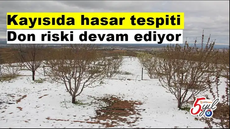 Kayısıda hasar tespiti