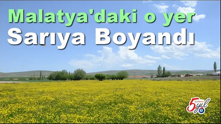 Malatya'daki o yer  sarıya boyandı