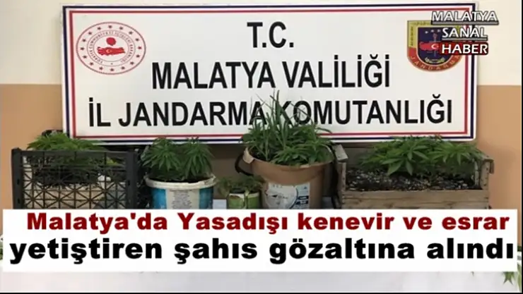 Malatya'da Yasadışı kenevir ve esrar yetiştiren şahıs gözaltına alındı