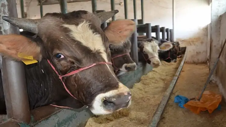 Malatya'da kurbanlıkların fiyatı ne kadar