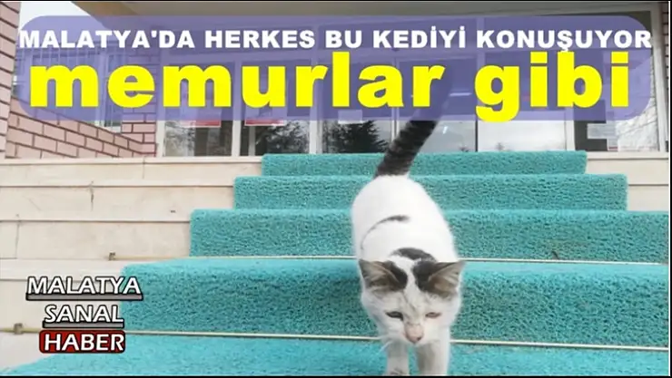 Malatya'da Herkes Bu Kediyi Konuşuyor