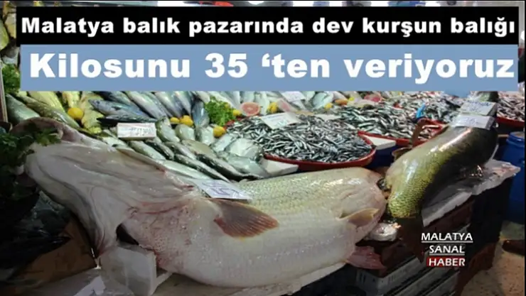 Malatya balık pazarında  dev kurşun balığı