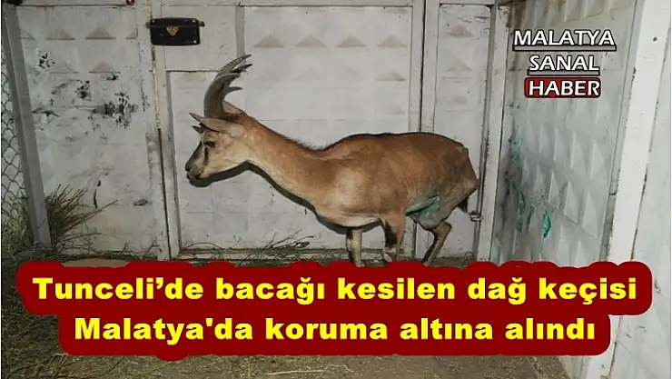 Tunceli´de bacağı kesilen dağ keçisi Malatya'da koruma altına alındı