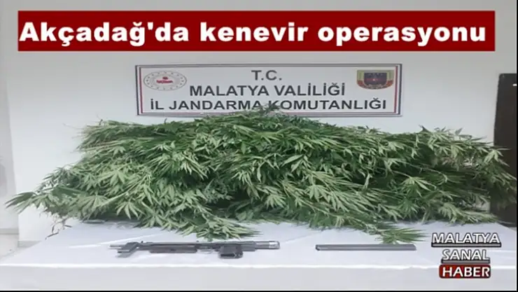 Akçadağ´da kenevir operasyonu