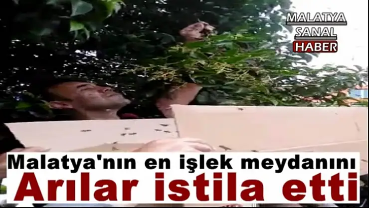 Malatya´nın en işlek meydanını arılar istila etti