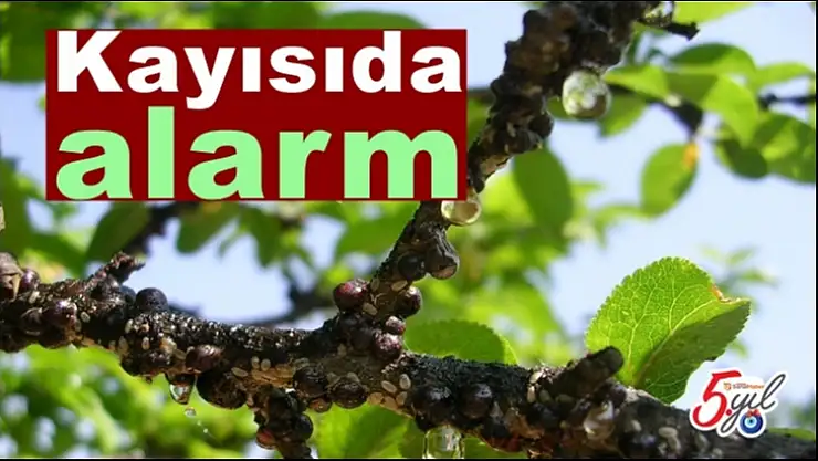 Kayısıda alarm