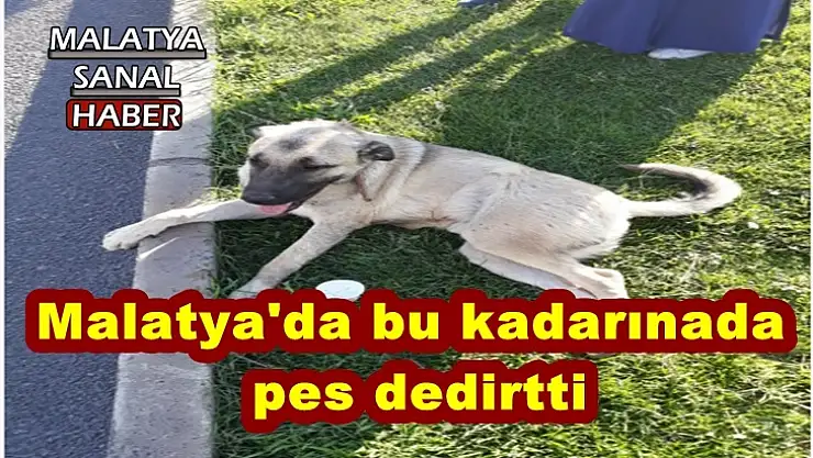Malatya'da bu kadarınada  pes dedirtti