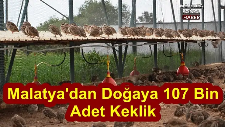 Malatya´dan Anadolu´ya 107 bin keklik salındı