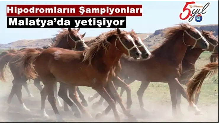 Hipodromların Şampiyonları Malatya´da yetişiyor