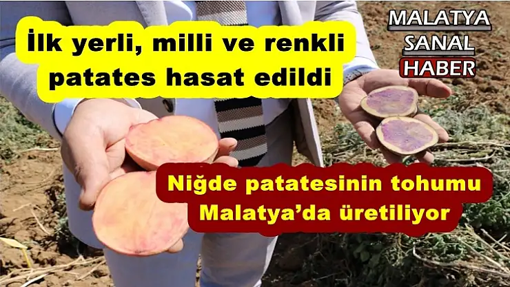 Niğde patatesinin tohumu Malatya´da üretiliyor