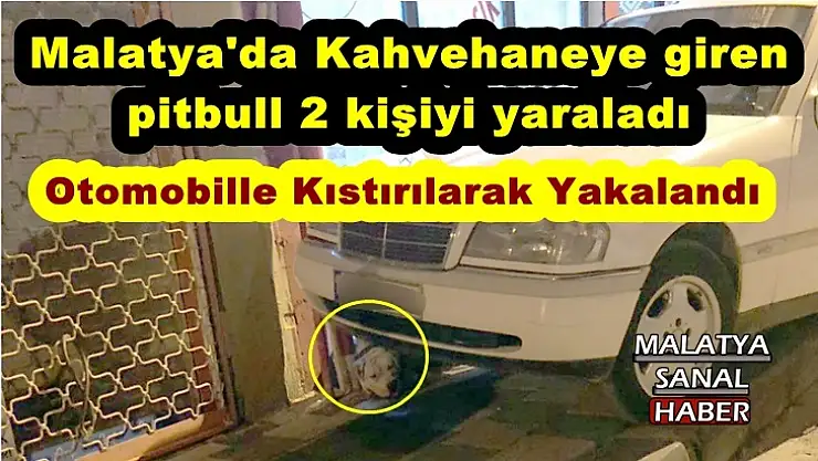 Malatya'da Kahvehaneye giren  pitbull 2 kişiyi yaraladı