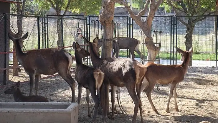 'Malatya Hayvanat Bahçesi 7 ay sonra kapılarını yeniden açtı'
