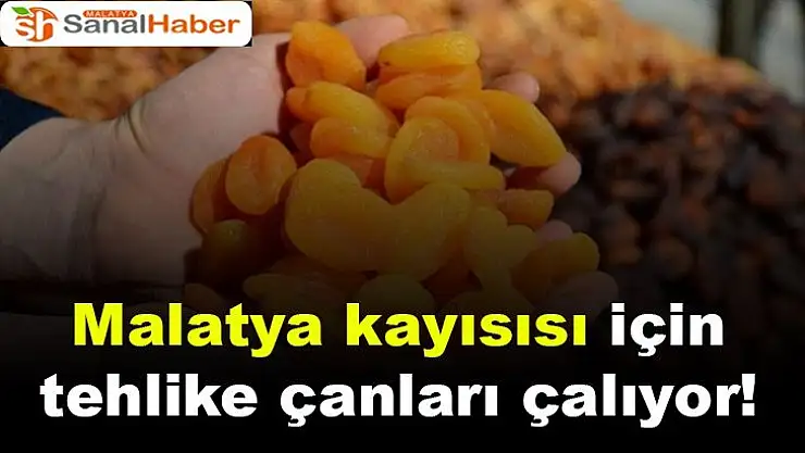 Malatya kayısısı için tehlike çanları çalıyor!