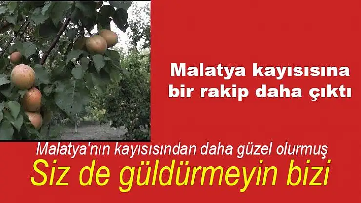 Malatya kayısısına bir rakip daha çıktı