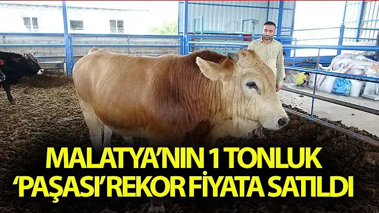 Malatya´nın 1 tonluk `Paşası´ rekor fiyata satıldı