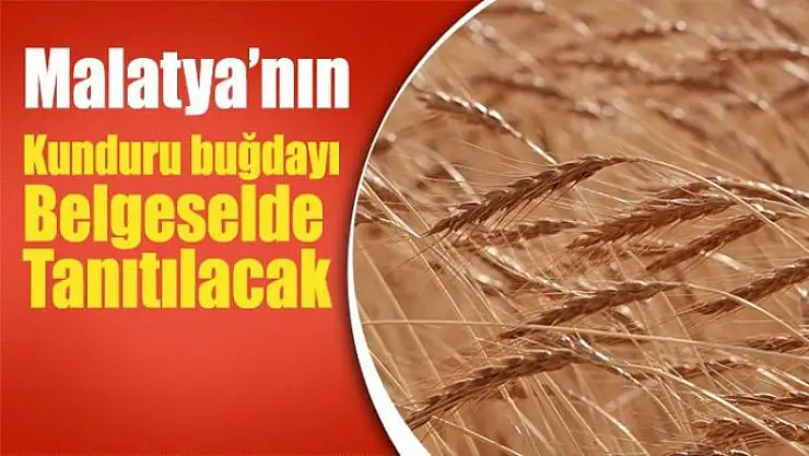 Malatya´nın kunduru buğdayı belgeselde tanıtılacak
