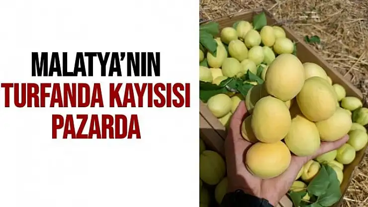 Malatya´nın turfanda kayısısı pazarda