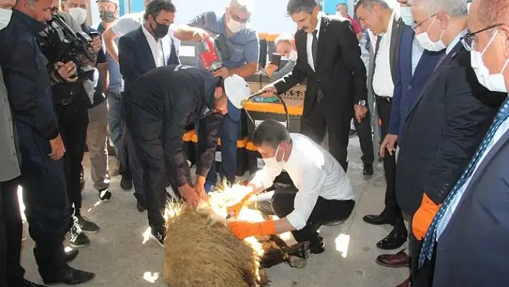 'Malatya Valisi Baruş, koyun kırktı'