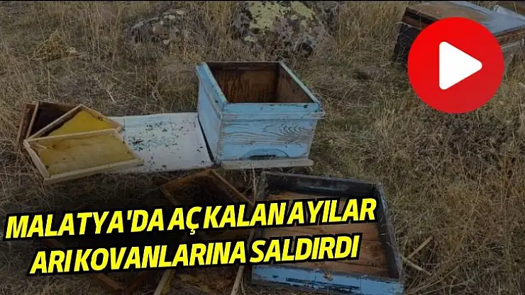 Malatyada  aç kalan ayılar arı kovanlarına saldırdı