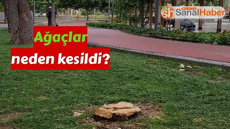 Malatya´da Ağaçlar neden kesildi?