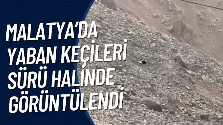 Malatyada yaban keçileri sürü halinde görüntülendi