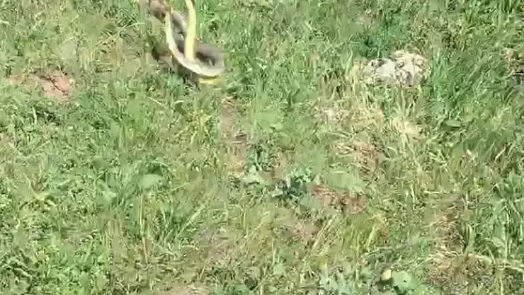 'Mantar toplamaya çıktı, yılanların dansını görüntüledi'