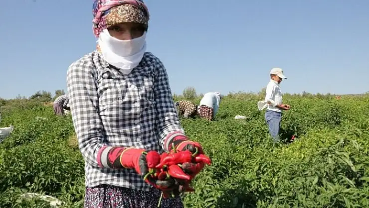'Maraş Biberi´nden bu yıl 30 bin ton üretim bekleniyor'