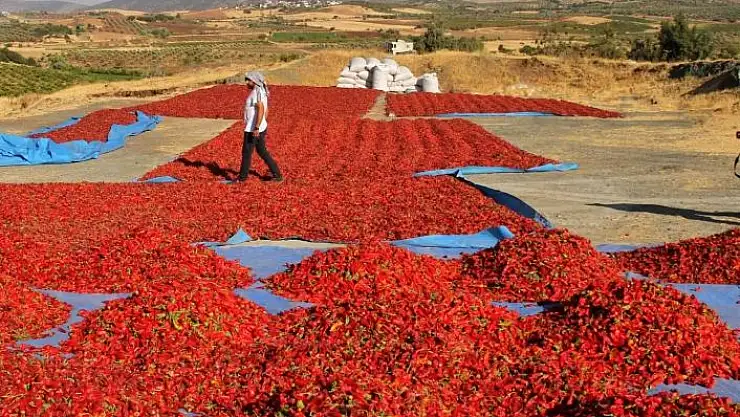 'Maraş biberinin sofralara yolculuğu'