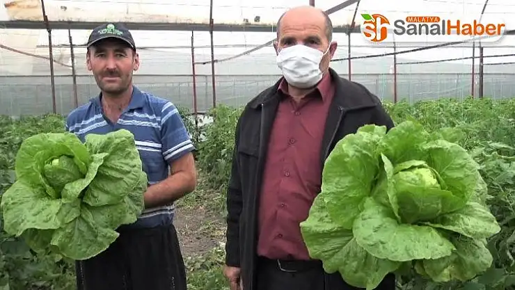 Marul ve salatalık çiftçinin yüzünü güldürdü
