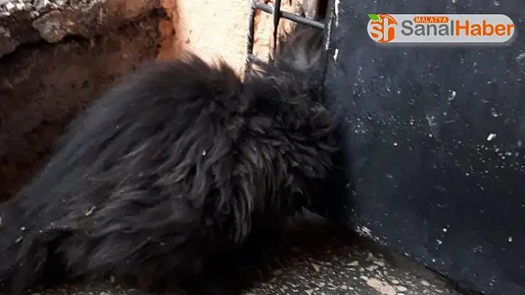 Mazgala kafası sıkışan kedi kurtarıldı