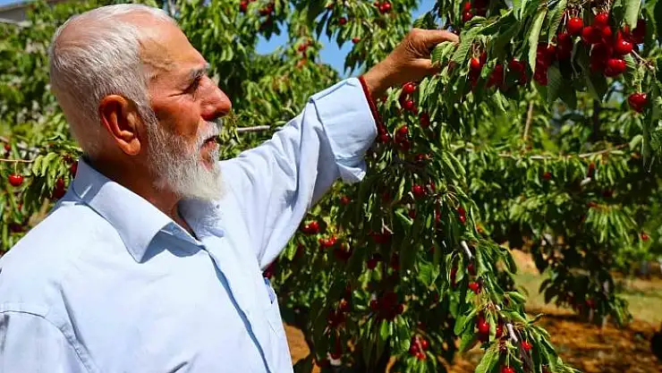 'Medeniyetler beşiği 5 bin yıllık Harputta erken kiraz hasadı'
