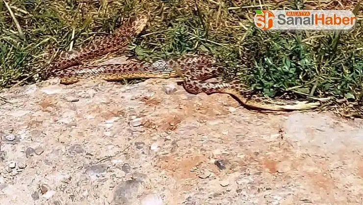 Malatya'da görülen yılanlar korkuttu
