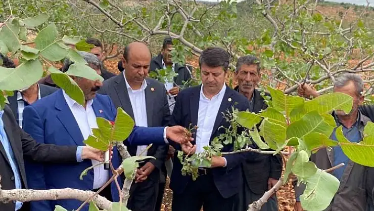 'Milletvekili Tutdere: ''Dolu afetinden dolayı ağaçlarda dal, ekinlerde başak kalmadı'''