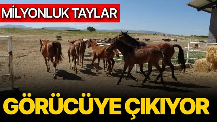 Milyonluk taylar görücüye çıkıyor