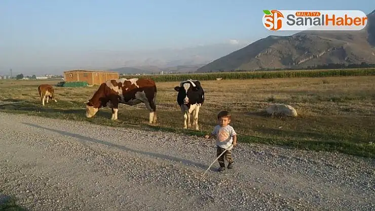 Minik hayvanseverin neşeli görüntüleri tıklanma rekoru kırdı