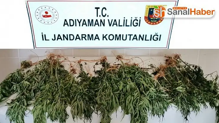 Mısır tarlasında kenevir ele geçirildi