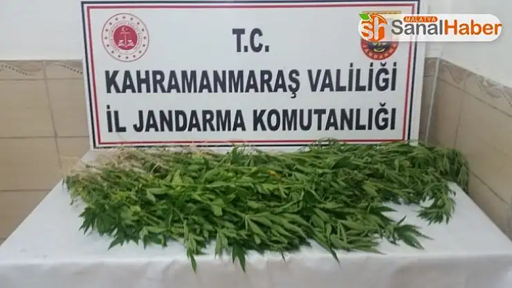 Mısır tarlasında kenevir ele geçirildi