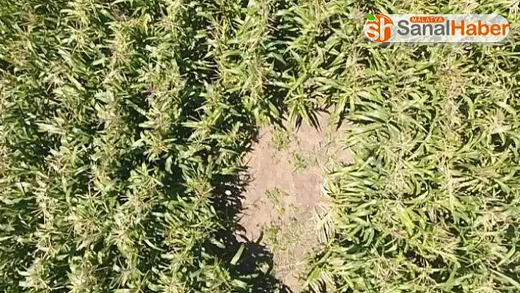 Mısır tarlasındaki kenevirleri drone yakaladı