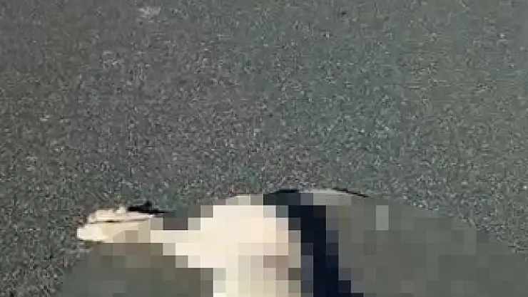 'Motoru ile köpeğe çarptı, `Ne fark eder´ dedi'