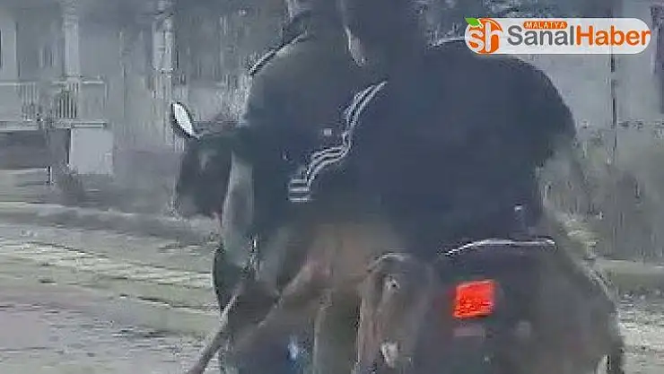 Motosiklette 2 keçi, 2 insan