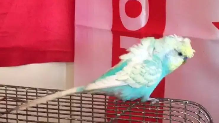 'Muhabbet kuşundan milli takıma destek!'