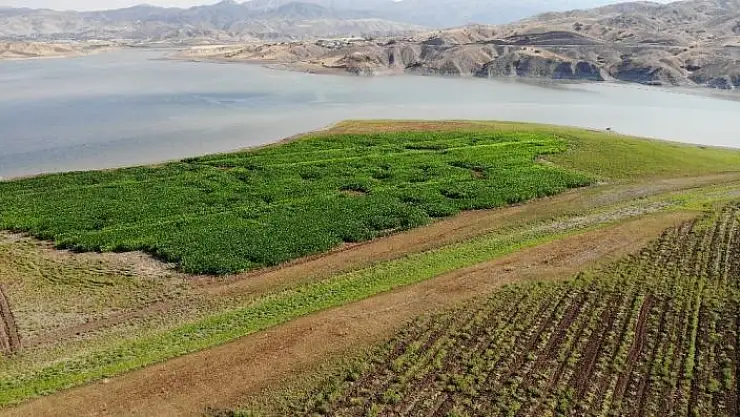 'Murat Nehri´nde sular çekildi, tarım başladı'
