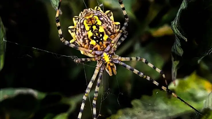 'Nadir görülen örümcek Kahramanmaraş´ta görüntülendi'