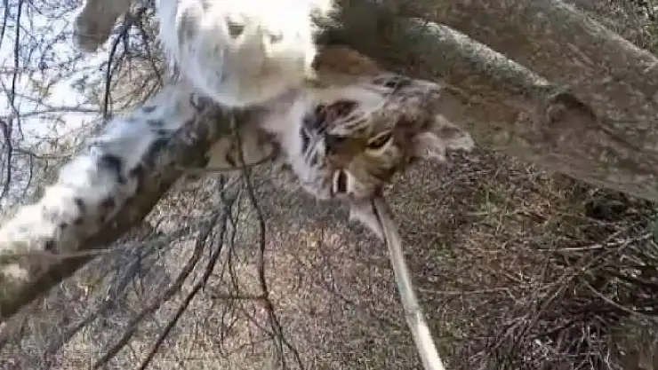 'Nadir görülen vaşak ölü bulundu'