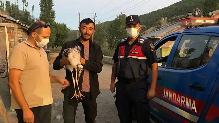 'Nesli tükenme altında, köylüler buldu'